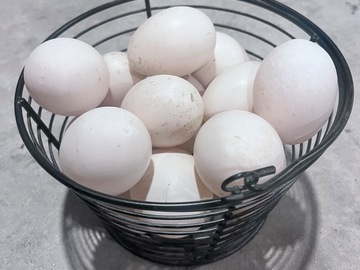 Selling with In-person Payment: Duck Eggs