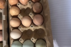 Selling with online payment: Fresh local eggs for sale 