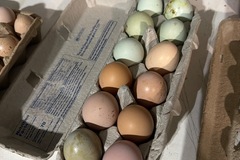 Selling with online payment: Fresh local eggs for sale 
