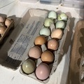 Selling with online payment: Fresh local eggs for sale 