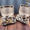 Selling with In-person Payment: Quail Eggs