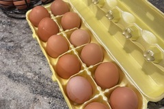 Selling with In-person Payment: Fresh free range local eggs