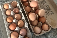 Selling with In-person Payment: Fresh free range local eggs