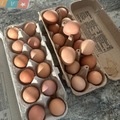 Selling with In-person Payment: Fresh free range local eggs