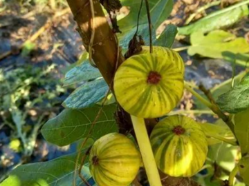 Vente: 200 variétés et plus de figuier , boutures