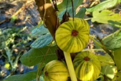 Vente: 200 variétés et plus de figuier , boutures