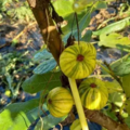 Vente: 200 variétés et plus de figuier , boutures