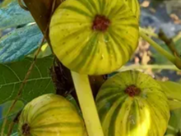 Vente: lot 20 variétés de figuier (boutures)