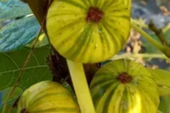 Vente: lot 20 variétés de figuier (boutures)