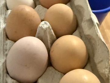 Selling with In-person Payment: Organic Pasture raised Chicken eggs
