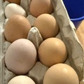 Selling with In-person Payment: Organic Pasture raised Chicken eggs