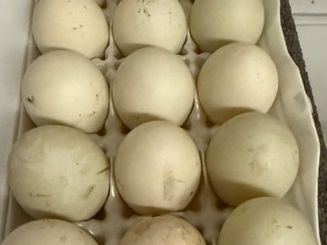 Selling with In-person Payment: Organic Pasture Raised Duck Eggs