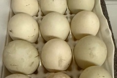 Selling with In-person Payment: Organic Pasture Raised Duck Eggs