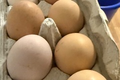 Selling with online payment: Organic Pasture Raised Hens