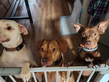   : Zero, Elvis, and Frankie 