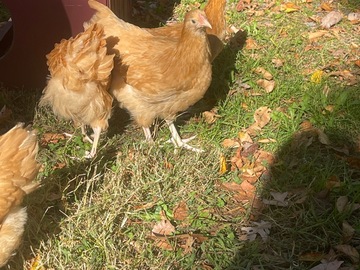 Selling with In-person Payment: Farm Fresh Eggs