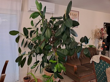 Vente: Grande plante type caoutchouc 2m