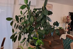 Vente: Grande plante type caoutchouc 2m