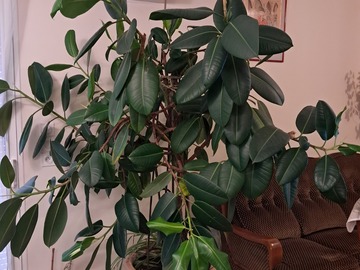 Sales: Grande plante type caoutchouc 2m