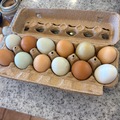 Selling with online payment: Corn and Soy free Pastured Chicken Eggs 