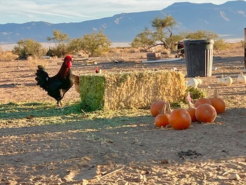 Selling with In-person Payment: Free range farm fresh eggs