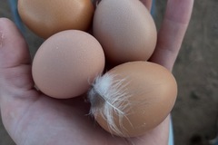 Selling with In-person Payment: Free range farm fresh eggs
