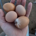 Selling with In-person Payment: Free range farm fresh eggs