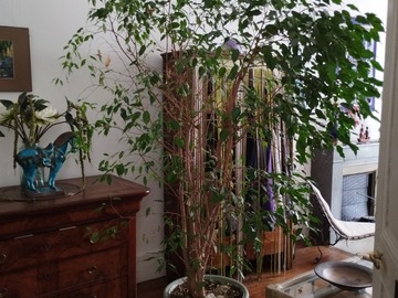 Don: donne grand ficus