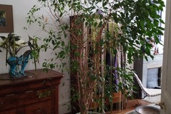 Don: donne grand ficus