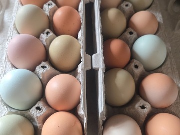 Selling with In-person Payment: Barnyard Mix (proven fertile) (Braham, MN)