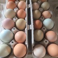 Selling with In-person Payment: Farm Fresh Eggs