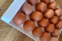 Selling with online payment: Fresh chicken eggs 