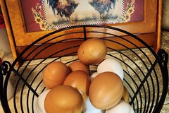 Selling with In-person Payment: PT Home & Garden fresh farm eggs Hutto/Taylor