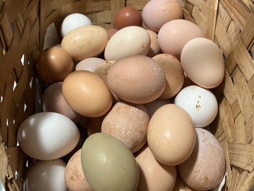 Selling with In-person Payment: Farm fresh eggs browns, whites and olives