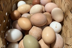 Selling with In-person Payment: Farm fresh eggs browns, whites and olives