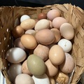 Selling with In-person Payment: Farm fresh eggs browns, whites and olives