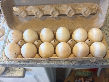 Selling with online payment: Duck eggs! 