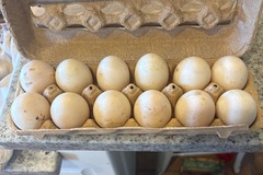 Selling with online payment: Duck eggs! 
