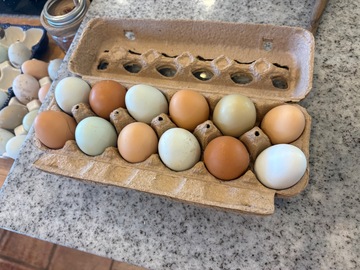 Selling with online payment: Americana hatching eggs (blue egg layers)