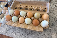Selling with online payment: Americana hatching eggs (blue egg layers)