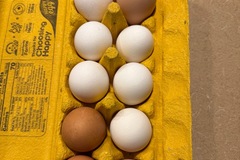 Selling with In-person Payment: Fresh brown or white eggs