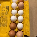 Selling with In-person Payment: Fresh brown or white eggs