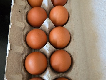 Selling with In-person Payment: Free ranch Rhode Island Red Chicken Eggs
