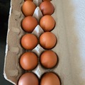 Selling with In-person Payment: Free ranch Rhode Island Red Chicken Eggs
