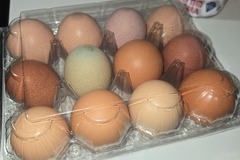 Selling with In-person Payment: Multi colored fresh eggs 