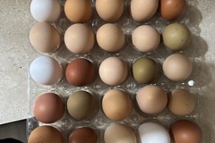 Selling with In-person Payment: Farm fresh eggs 