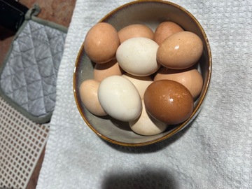 Selling with In-person Payment: Farm fresh eggs