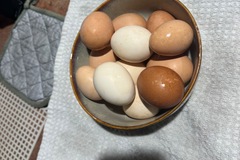 Selling with In-person Payment: Farm fresh eggs