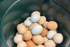 Selling with In-person Payment: Farm fresh eggs