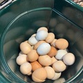 Selling with In-person Payment: Farm fresh eggs